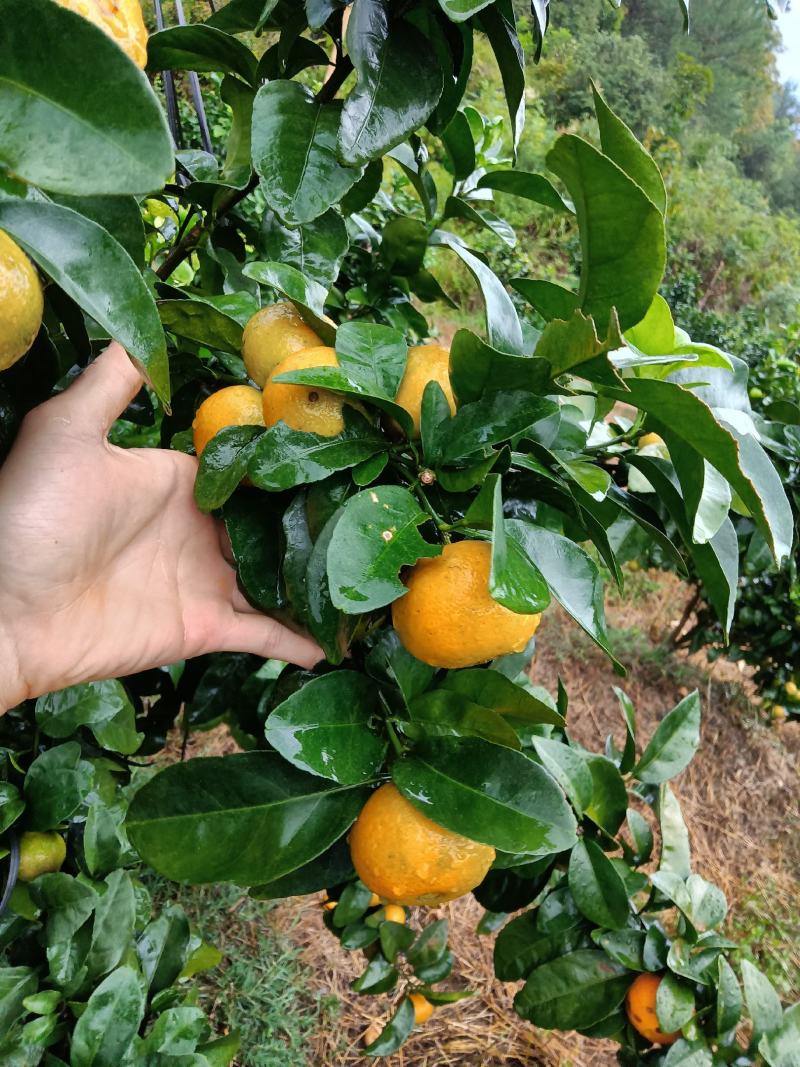 金秋沙糖桔