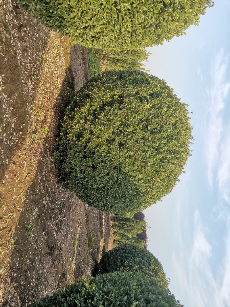 精品大叶黄杨球自产自销大量供应欢迎实地考察