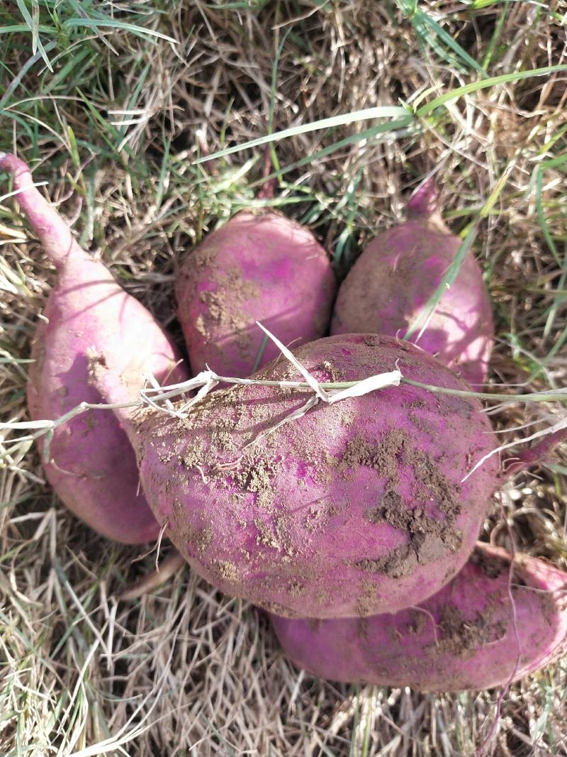 红皮紫薯，大型种植基地直供。