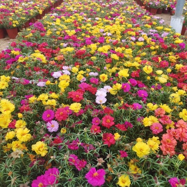 太阳花大花多色重瓣半枝莲基地大量供应
