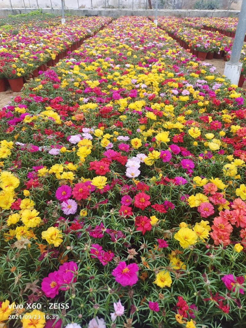 太阳花大花多色重瓣半枝莲基地大量供应