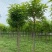 【推荐】河北12公分香花槐价格优惠品质保证基地直供