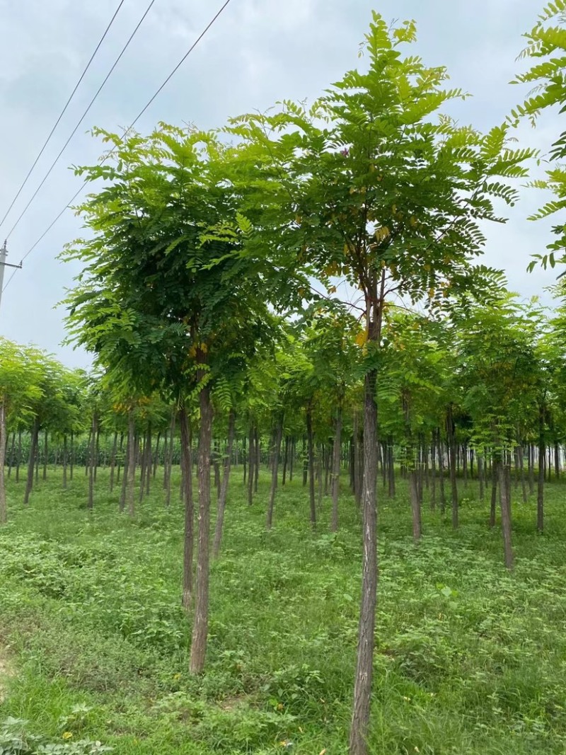 【推荐】河北12公分香花槐价格优惠品质保证基地直供