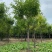 【推荐】河北12公分香花槐价格优惠品质保证基地直供