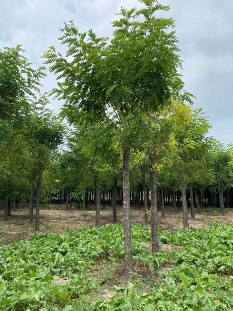 【推荐】河北12公分香花槐价格优惠品质保证基地直供