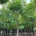 【推荐】河北12公分香花槐价格优惠品质保证基地直供