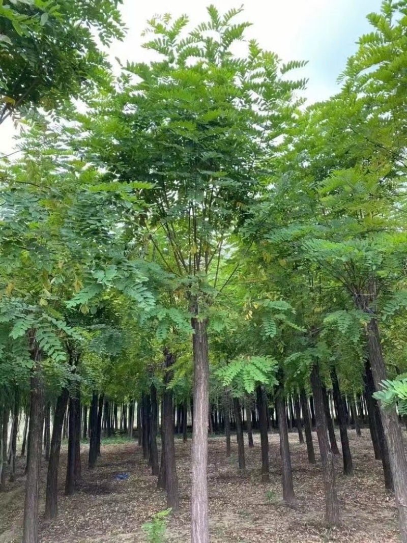 【推荐】河北12公分香花槐价格优惠品质保证基地直供