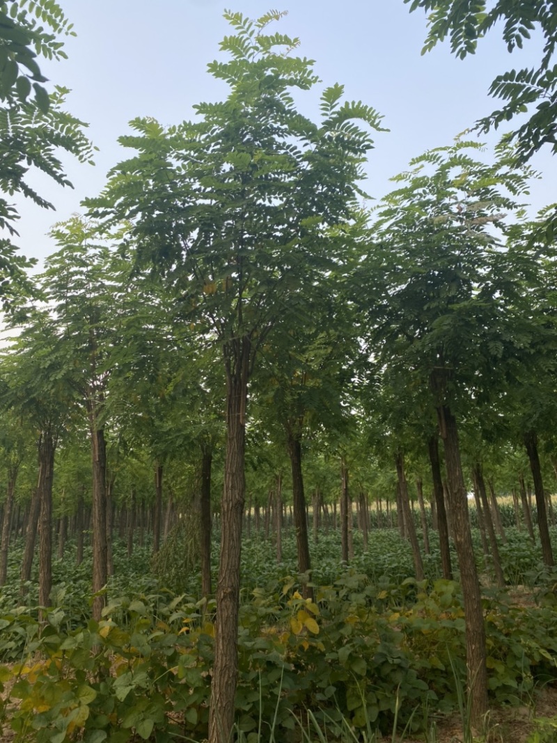【推荐】河北12公分香花槐价格优惠品质保证基地直供