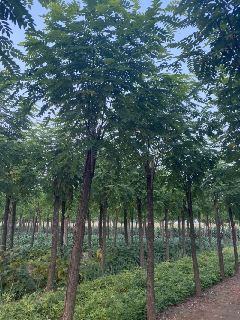 【推荐】河北12公分香花槐价格优惠品质保证基地直供