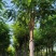 【推荐】河北12公分香花槐价格优惠品质保证基地直供