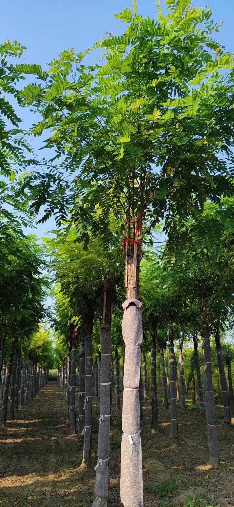 【推荐】河北12公分香花槐价格优惠品质保证基地直供