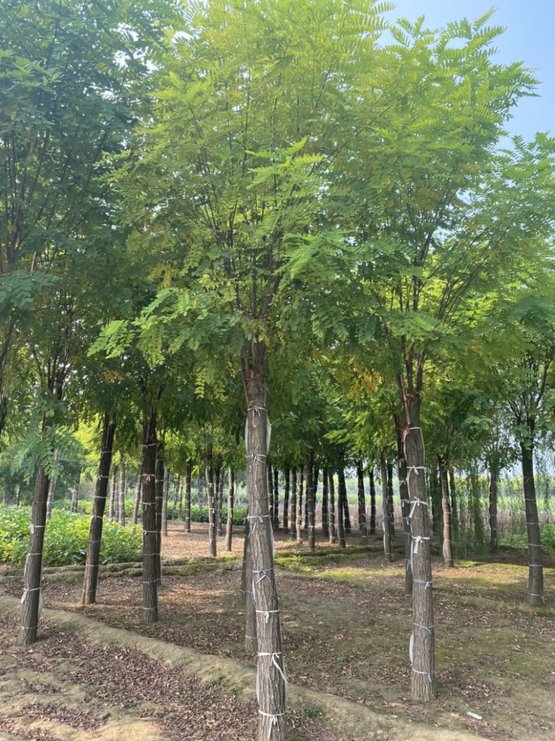 【推荐】河北12公分香花槐价格优惠品质保证基地直供