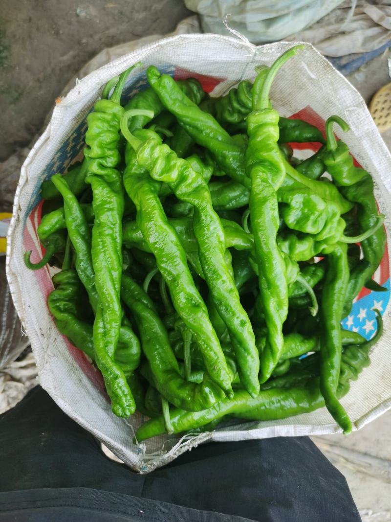青椒，鲜辣椒，皮薄个头大，毛皮靓，条形直，大棚种植