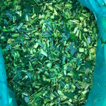 玉米杆青储