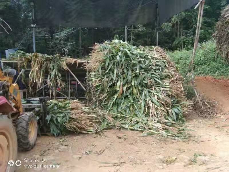 玉米杆青储