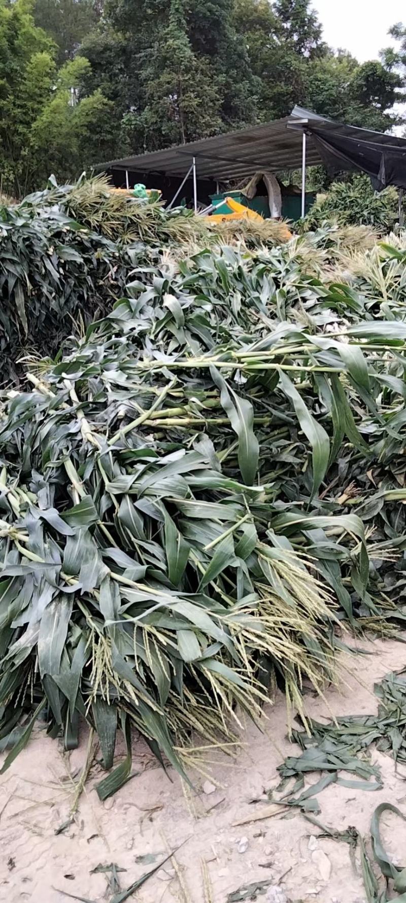 玉米杆青储