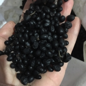 绣球花种子易活盆栽植物适合秋冬天种的八仙花种籽子四季开花