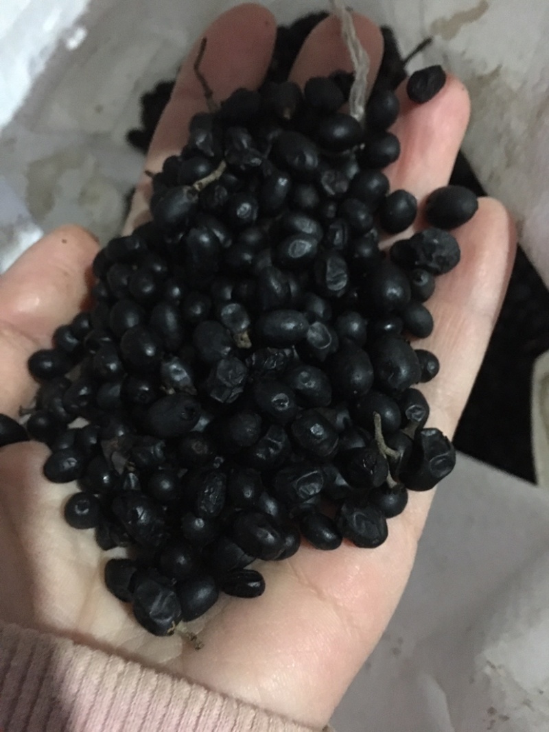 绣球花种子易活盆栽植物适合秋冬天种的八仙花种籽子四季开花
