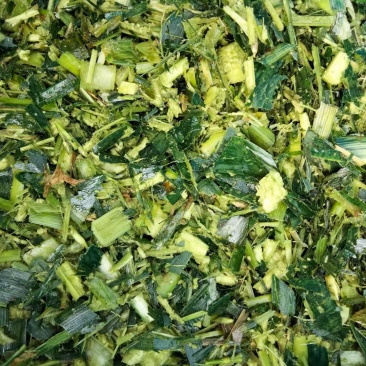 新鲜玉米杆青储