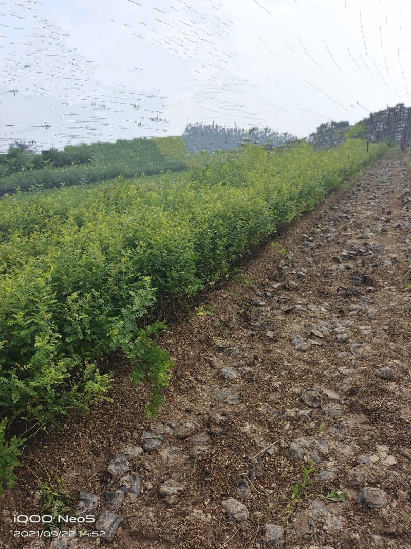 营养钵黄刺玫，黄刺玫基地，营养杯黄刺玫，黄刺玫产地直销