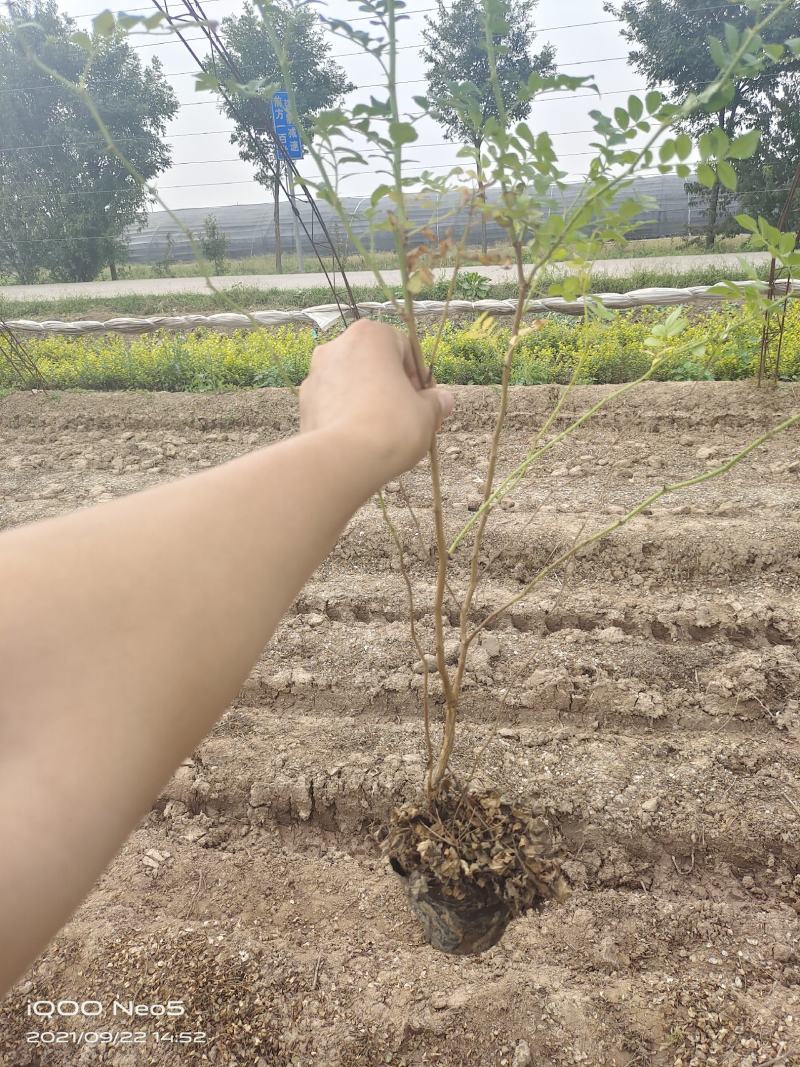 营养钵黄刺玫，黄刺玫基地，营养杯黄刺玫，黄刺玫产地直销