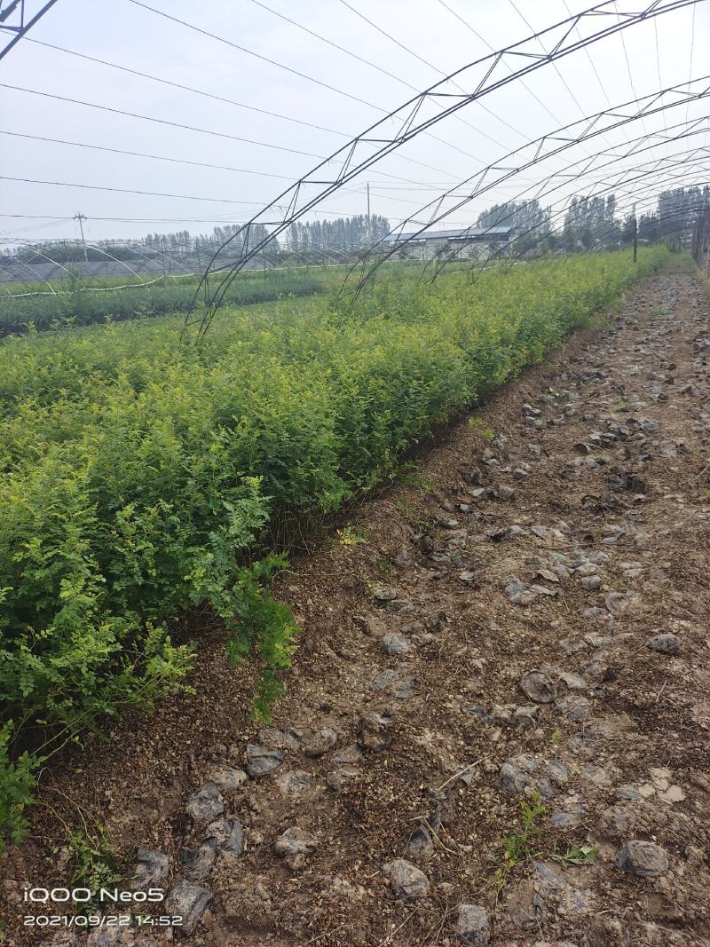 营养钵黄刺玫，黄刺玫基地，营养杯黄刺玫，黄刺玫产地直销