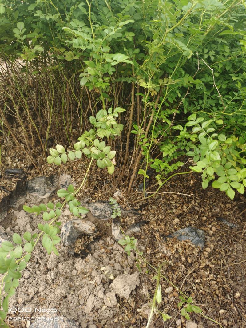 营养钵黄刺玫，黄刺玫基地，营养杯黄刺玫，黄刺玫产地直销