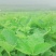 隋珠香野脱毒草莓苗，纯甜无酸早熟大果，当年栽种当年结果