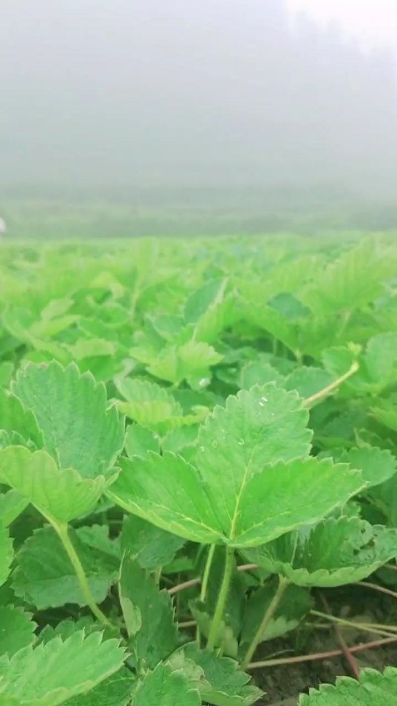隋珠香野脱毒草莓苗，纯甜无酸早熟大果，当年栽种当年结果