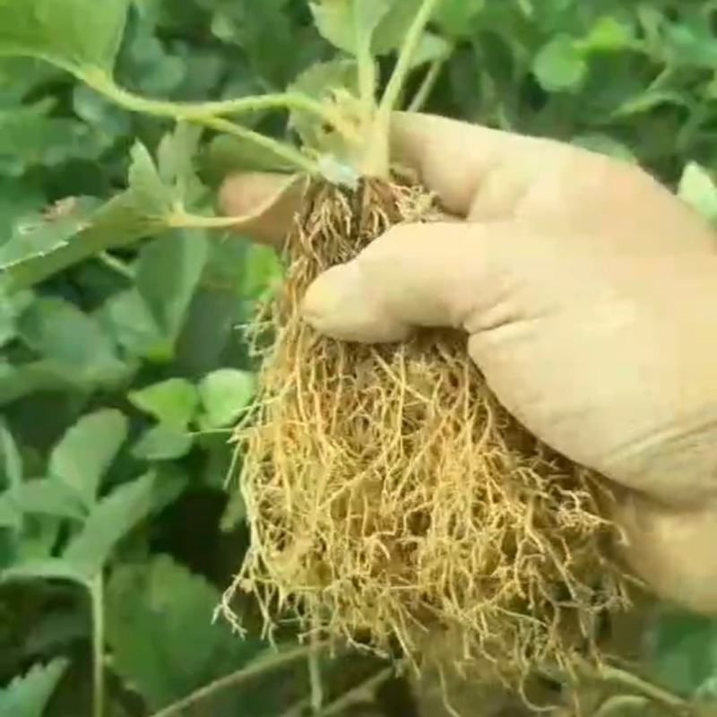隋珠香野脱毒草莓苗，纯甜无酸早熟大果，当年栽种当年结果