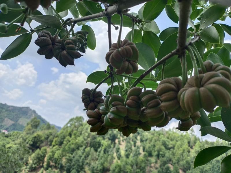 古龙嫁接八角苗