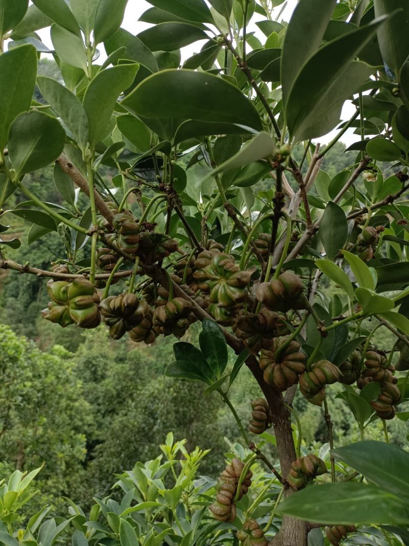 古龙嫁接八角苗
