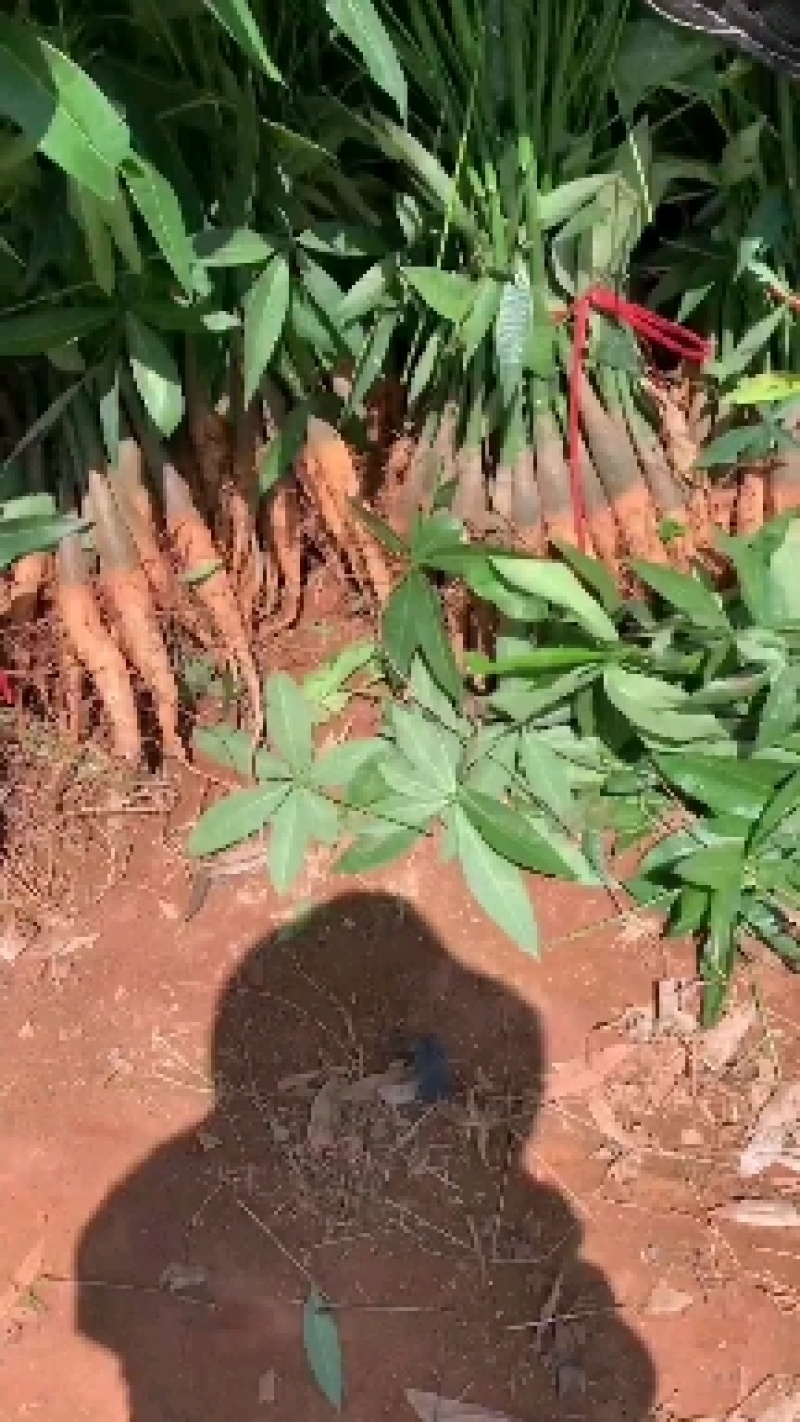 发财树