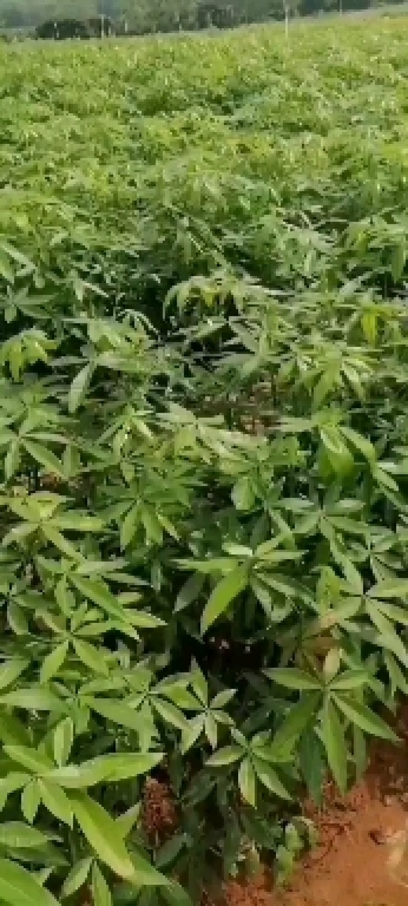 发财树