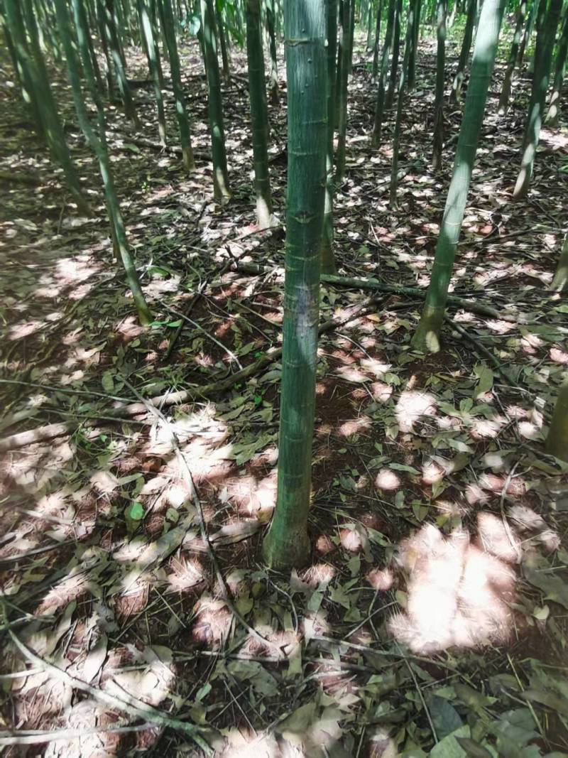 发财树