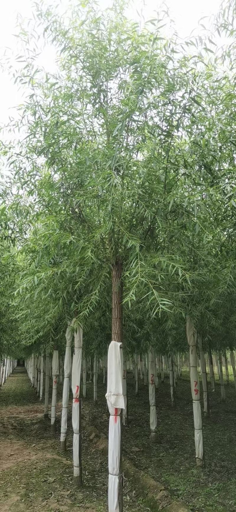 旱柳，河北旱柳，3/4/5/6/8/10/12公分旱柳
