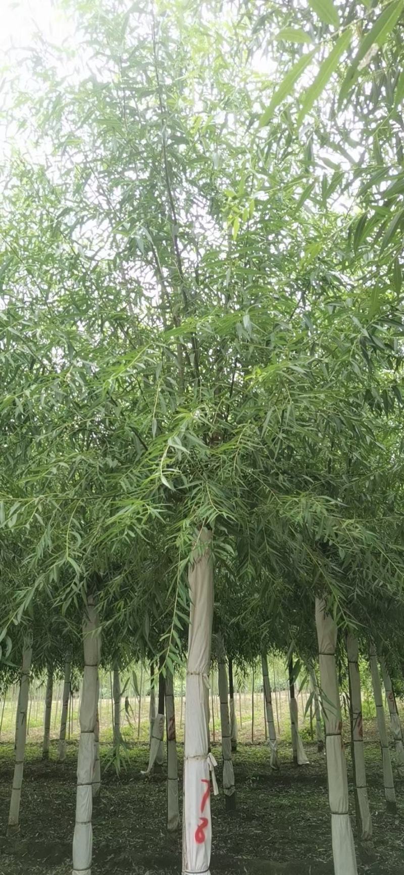 旱柳，河北旱柳，3/4/5/6/8/10/12公分旱柳