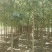 旱柳,河北旱柳,3/4/5/6/8/10/12公分旱柳