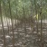 旱柳,河北旱柳,3/4/5/6/8/10/12公分旱柳