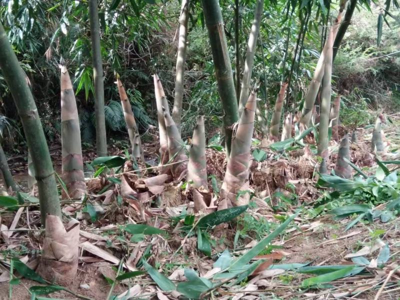 笋干广东英德产地直销麻竹笋干本地靓麻竹笋花麻竹笋苗