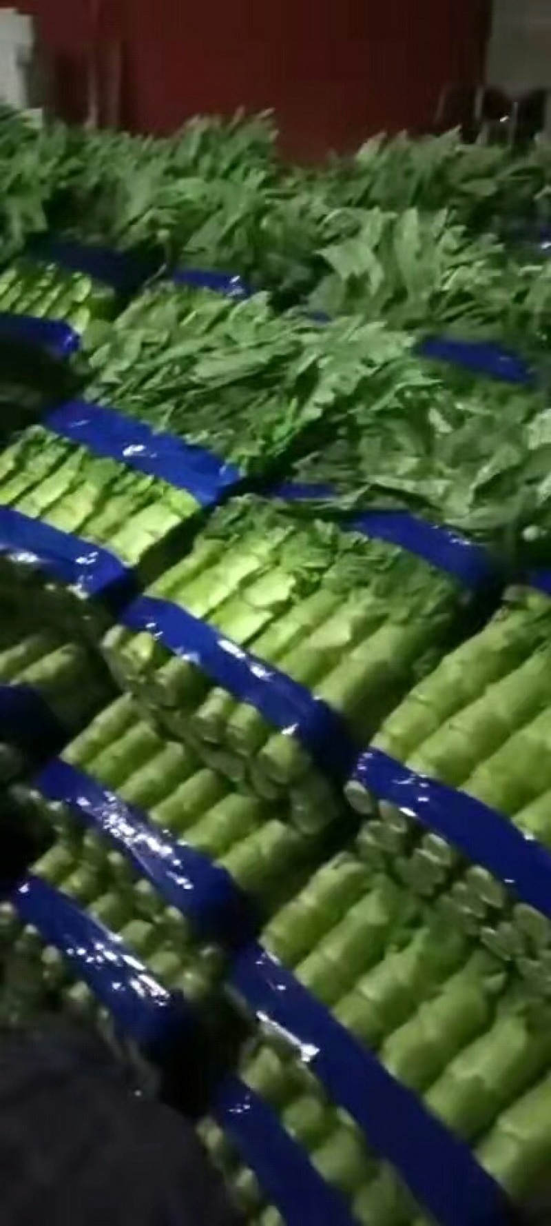 紫叶香莴苣～基地直供～货源充足～保证质量