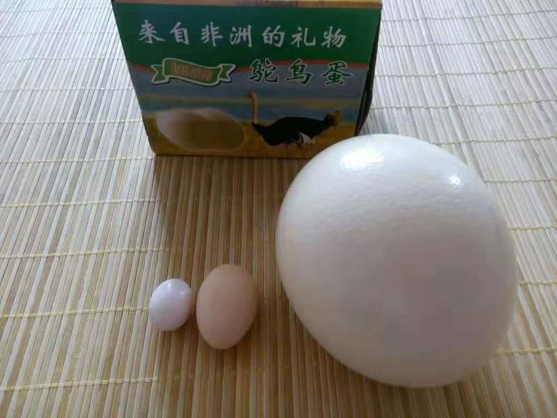鸵鸟蛋，大量现货，价格便宜