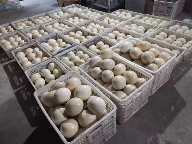鸵鸟蛋，大量现货，价格便宜