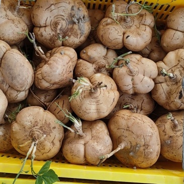 豆薯沙葛白地瓜地萝卜凉薯