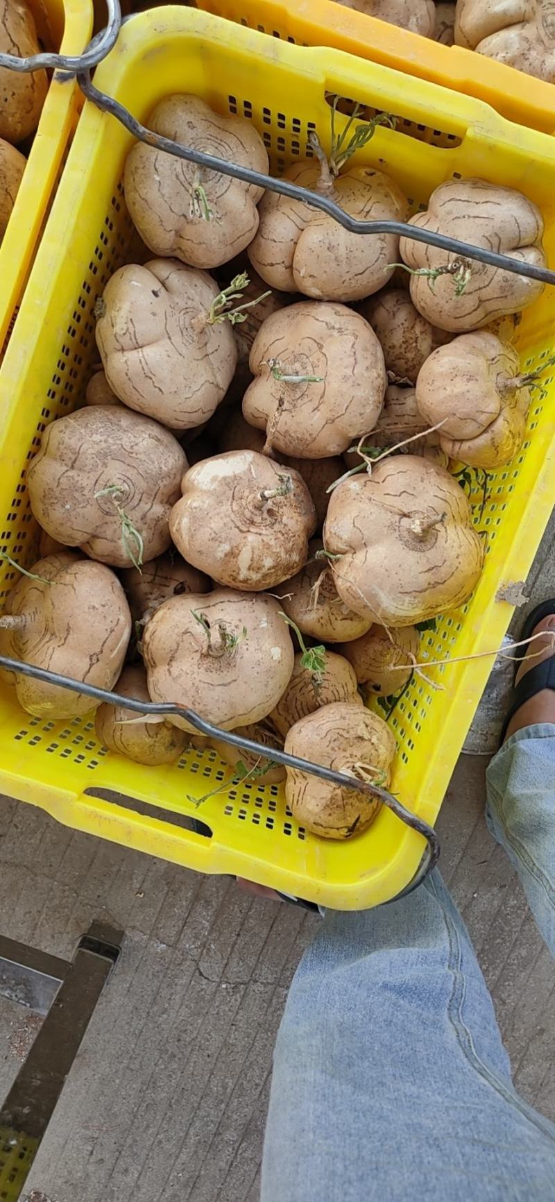 豆薯沙葛白地瓜地萝卜凉薯