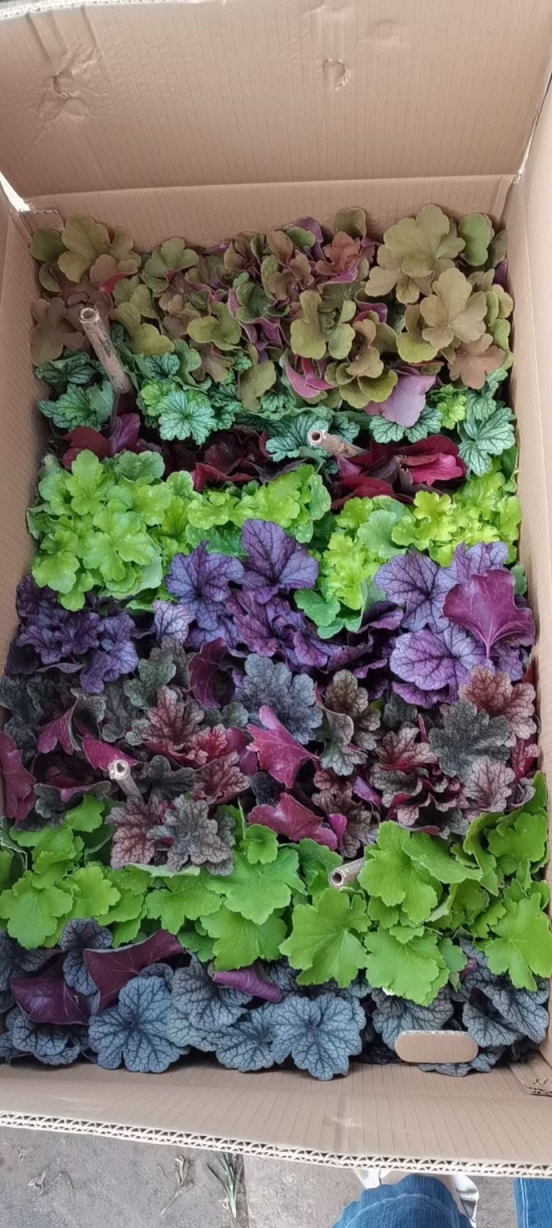 矾根观叶室外庭院植物阳台花卉多年生四季开花耐寒耐热盆栽花