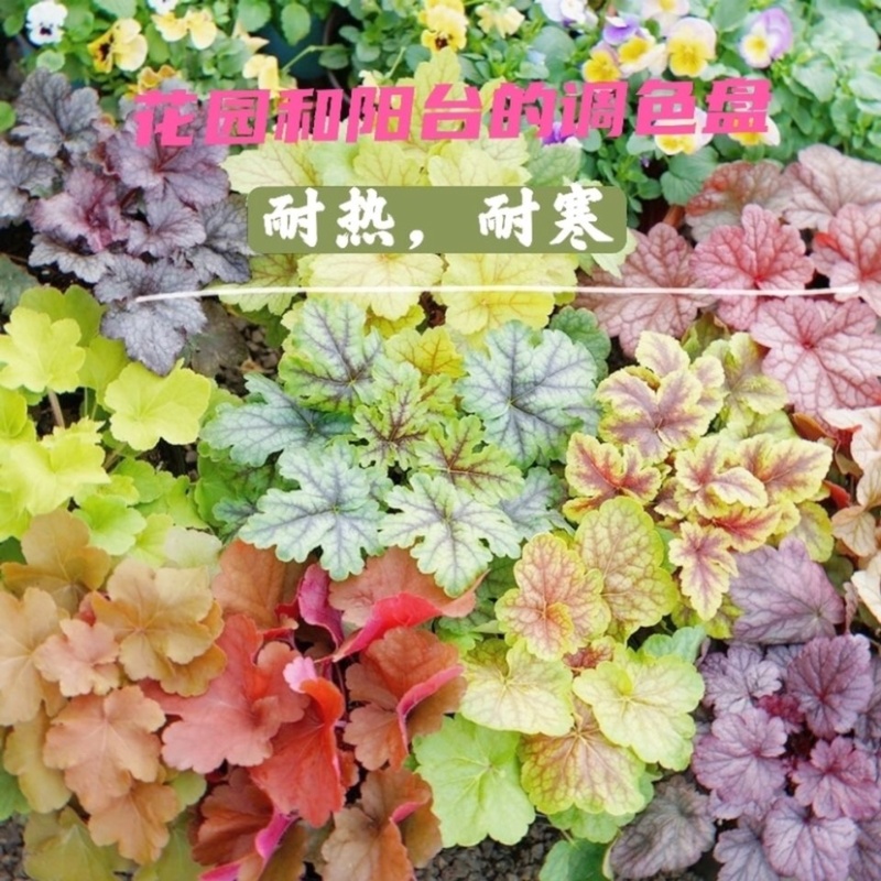 矾根观叶室外庭院植物阳台花卉多年生四季开花耐寒耐热盆栽花