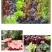 矾根观叶室外庭院植物阳台花卉多年生四季开花耐寒耐热盆栽花