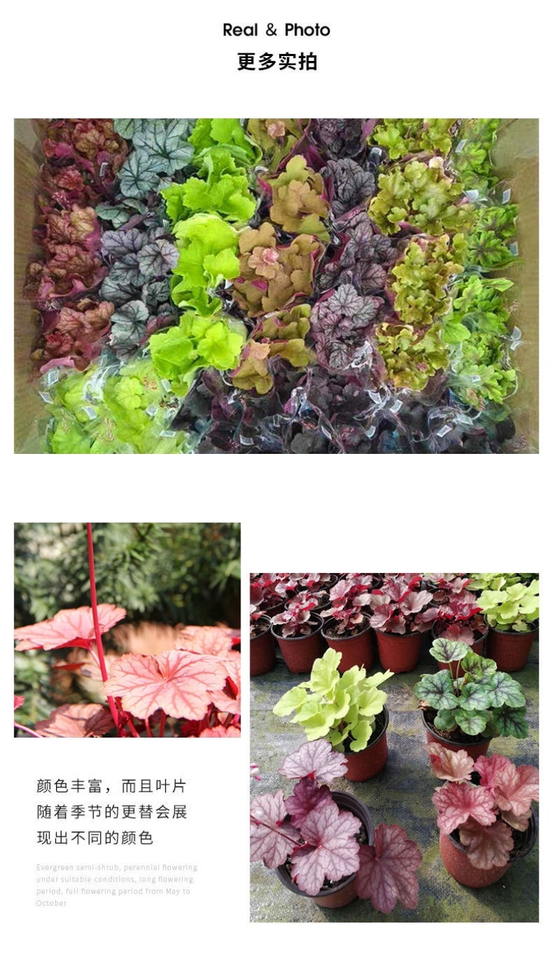 矾根观叶室外庭院植物阳台花卉多年生四季开花耐寒耐热盆栽花