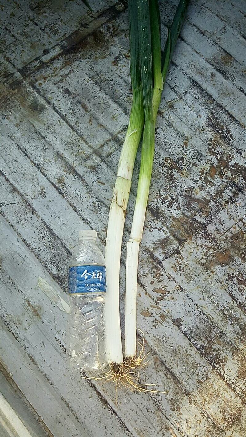 大葱